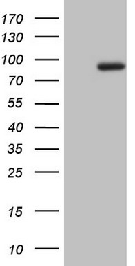 MARK3 Antibody