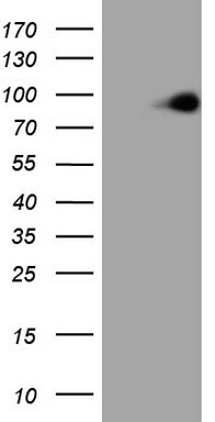 MARK3 Antibody