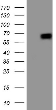 COX2 Antibody