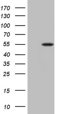 uPA Antibody
