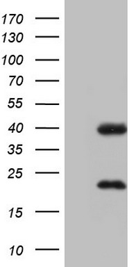 NR1I3 Antibody