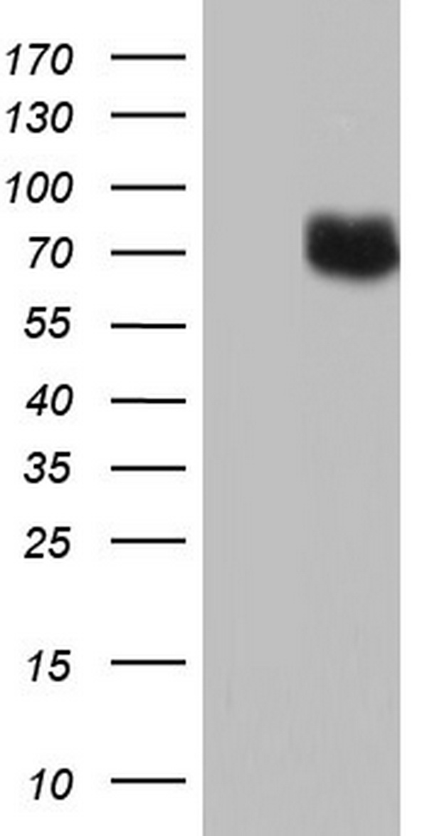 COX2 Antibody