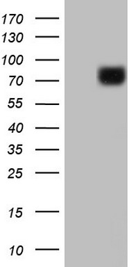 COX2 Antibody