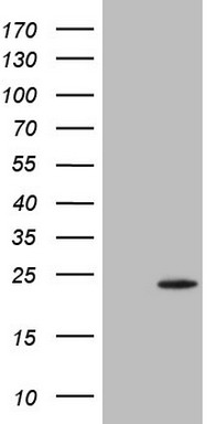 TWIST2 Antibody