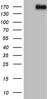 NCOA2 Antibody