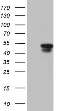 SAV1 Antibody