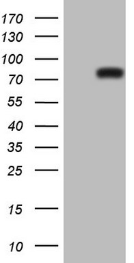NOR1 Antibody