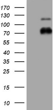 NOR1 Antibody