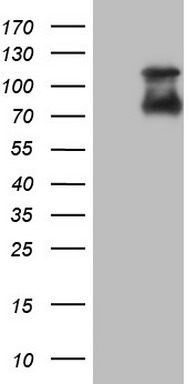 NOR1 Antibody
