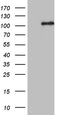 BRIT1 Antibody