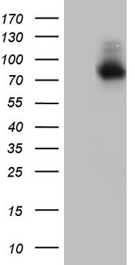 NR4A3 Antibody