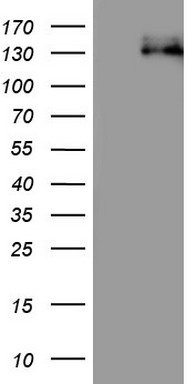 R Cadherin Antibody