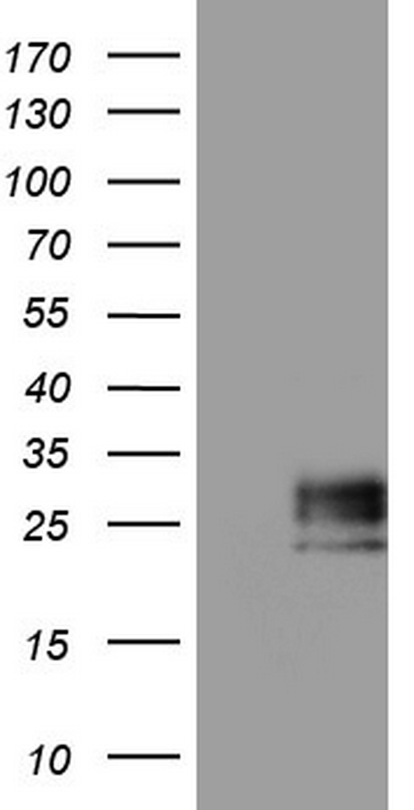 Adiponectin Antibody