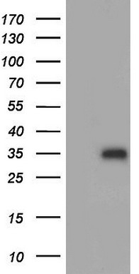 Adiponectin Antibody