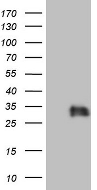 Adiponectin Antibody