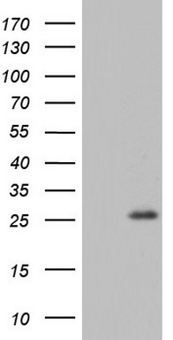 RSPO1 Antibody
