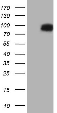 RRM1 Antibody