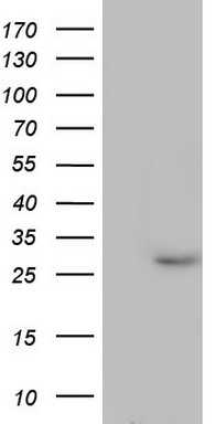 PAFAH1B3 Antibody