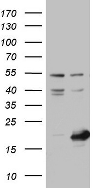 NUDT10 Antibody