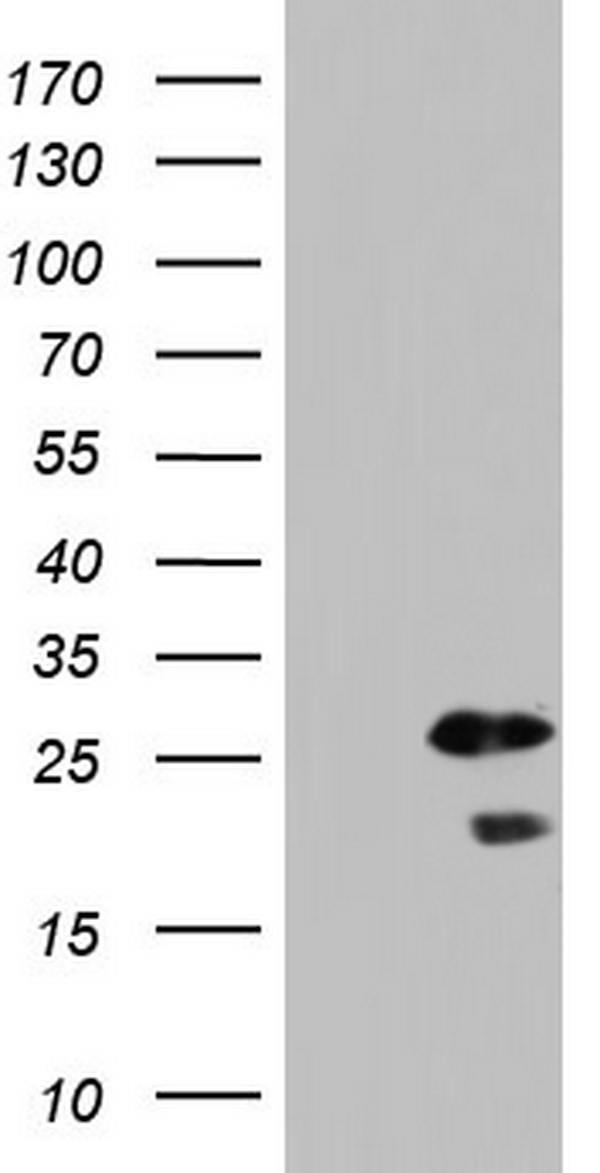 SPA17 Antibody