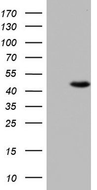 UFD1 Antibody