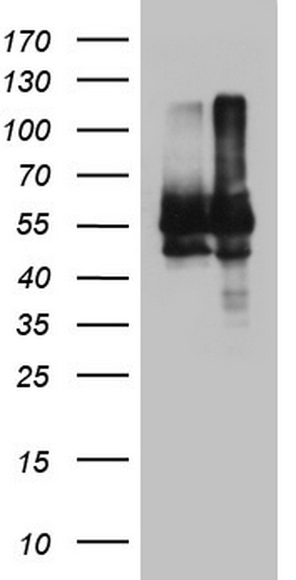 APPBP1 Antibody