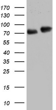 FAF1 Antibody