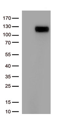 ACE2 Antibody