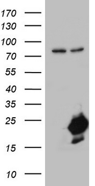 NUDT10 Antibody