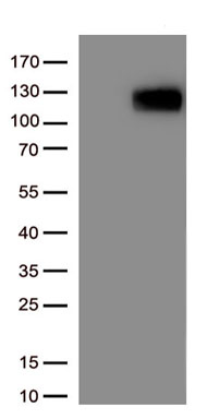 ACE2 Antibody