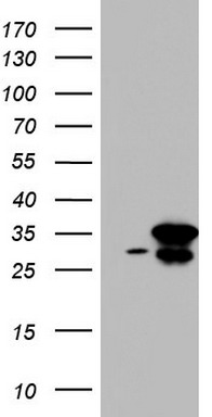 RTRAF Antibody