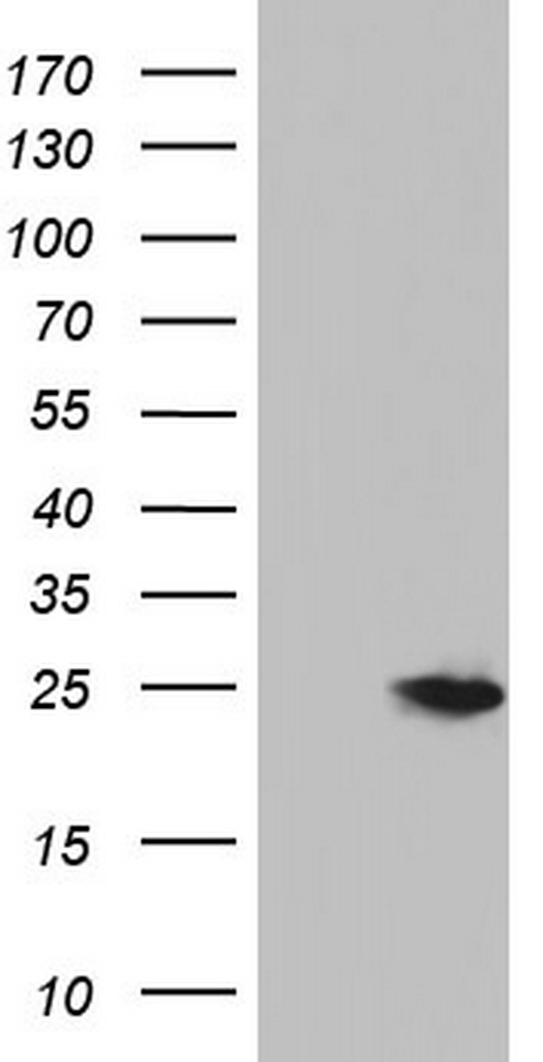 NUDT10 Antibody