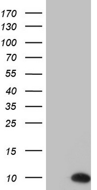 ASC2 Antibody