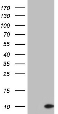 ASC2 Antibody