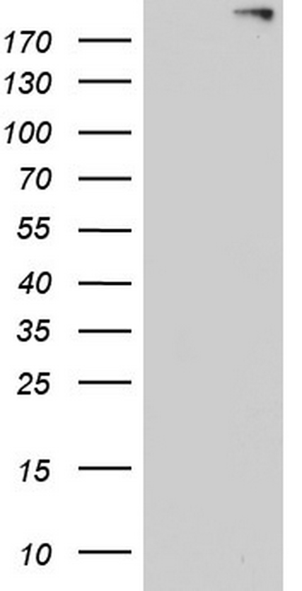 TMEM16A Antibody