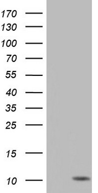 ASC2 Antibody