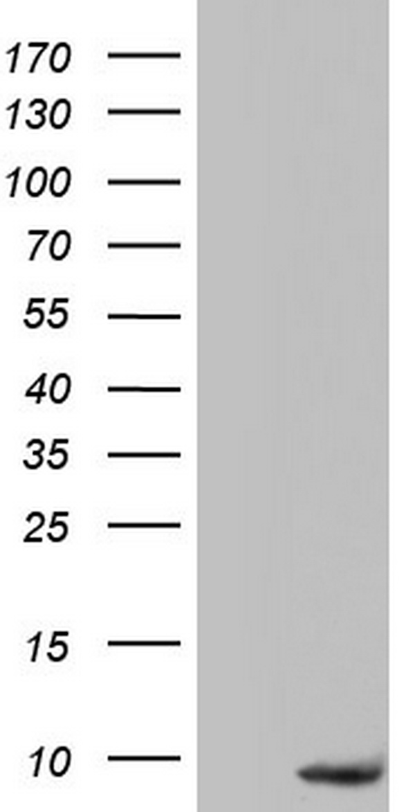 PYDC1 Antibody