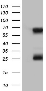 C3IP1 Antibody