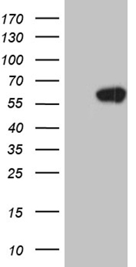 BMP4 Antibody