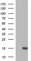 MSMB Antibody