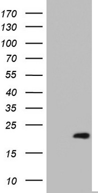 p23 Antibody