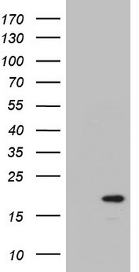 p23 Antibody