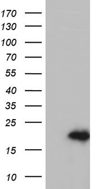 p23 Antibody