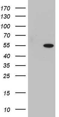 SAP30BP Antibody