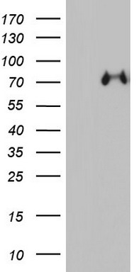 CD68 Antibody