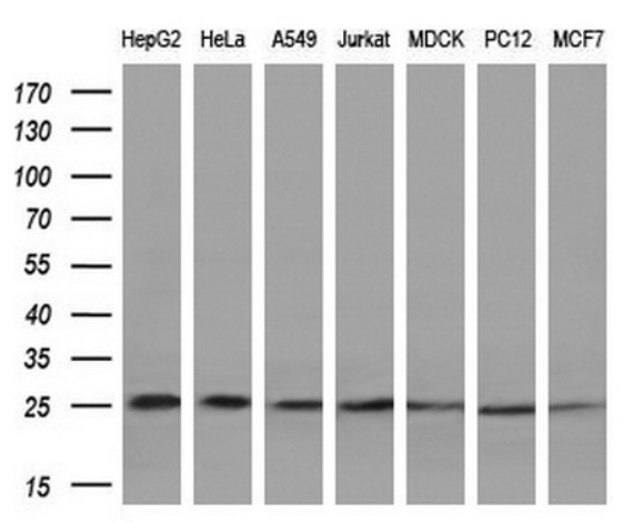 BCL2 Antibody