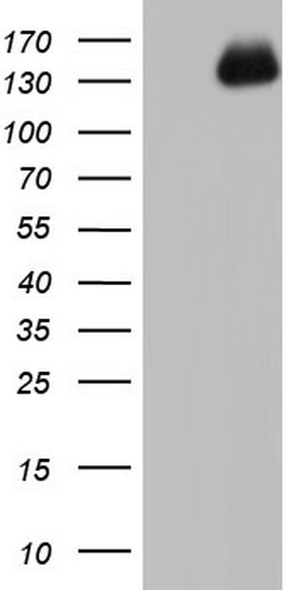 FGFR1 Antibody