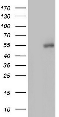 HYPE Antibody