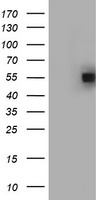 HYPE Antibody