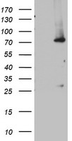 OAS2 Antibody